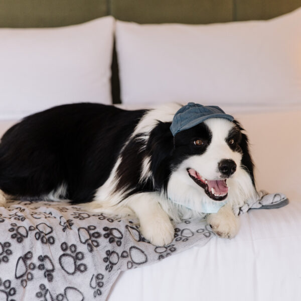 Black and white dog with jean-style hat sitting on white bed