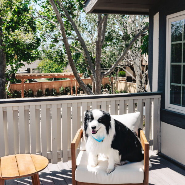 Dog sitting on white chair with gardens in background