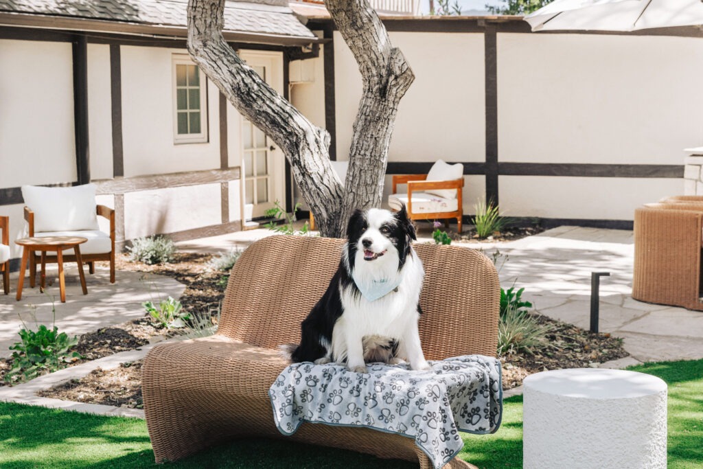 Dog on Wicker Chair at Marlo Gardens