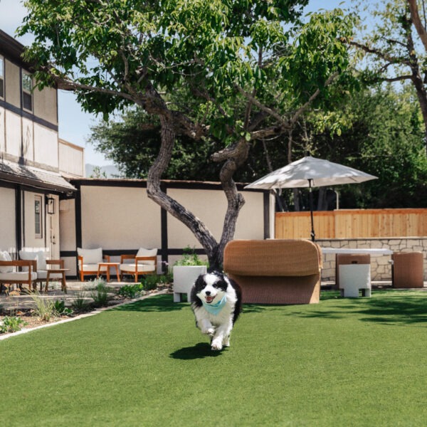 Black and White dog running on turf grass outside of Marlo