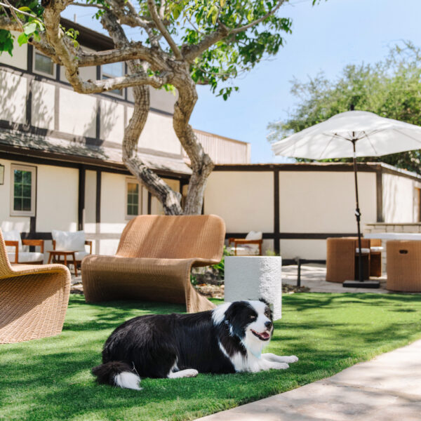 Black and White dog sitting on turf grass outside of Marlo